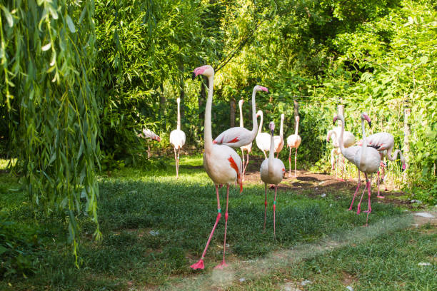 istock Pink flamingos in the park 806707448