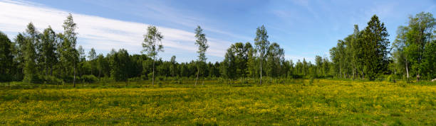 istock yellow flowering meadow in Sweden 806707564