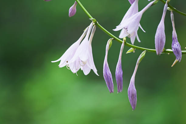istock Flower of the Hosta 806710056