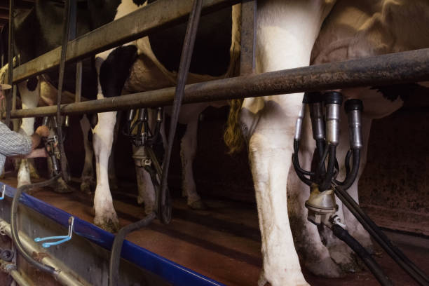 istock Close-up of cow being milked 806714336