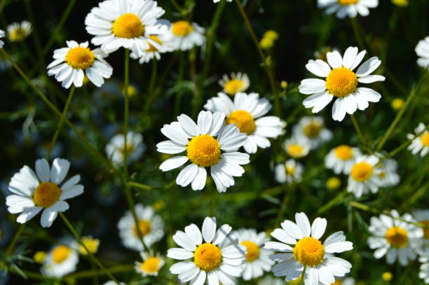 istock Natural daisies, daisies, hundreds of daisies, white daisies 806714484