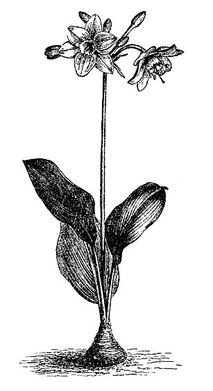 Illustration of a Amazon Lily (Eucharis amazonica)