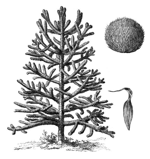 Monkey puzzle tree (araucaria imbricata) Illustration of a monkey puzzle tree (araucaria imbricata) araucaria araucana stock illustrations