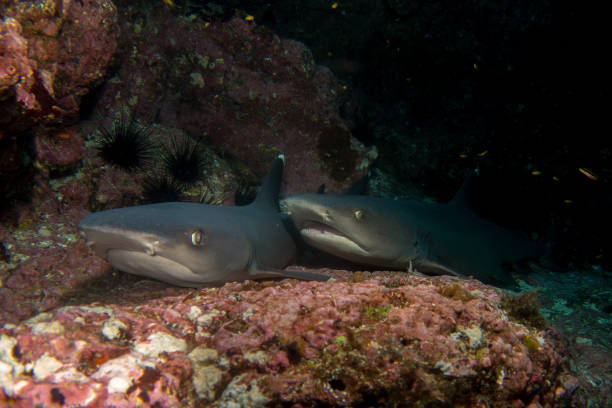 weißspitzen hai cocos island - whitetip reef shark stock-fotos und bilder
