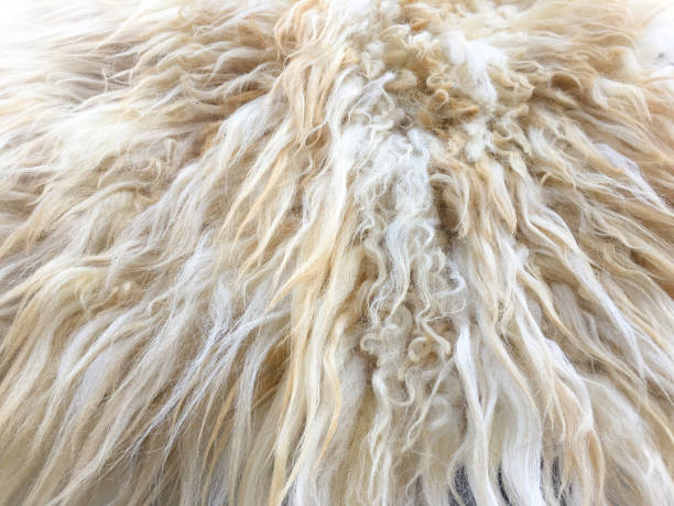istock White Organic Fleece Texture. Old Coat. White Carpet Background. 806736950