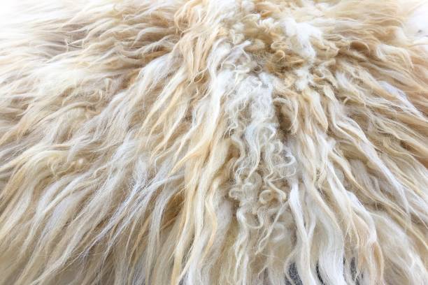 istock White Organic Fleece Texture. Old Coat. White Carpet Background. 806737096