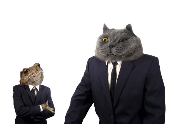 istock Funny boss cat is scolding employeer frog 806741090
