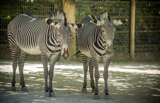 zèbre - zebra africa wildlife nature photos et images de collection