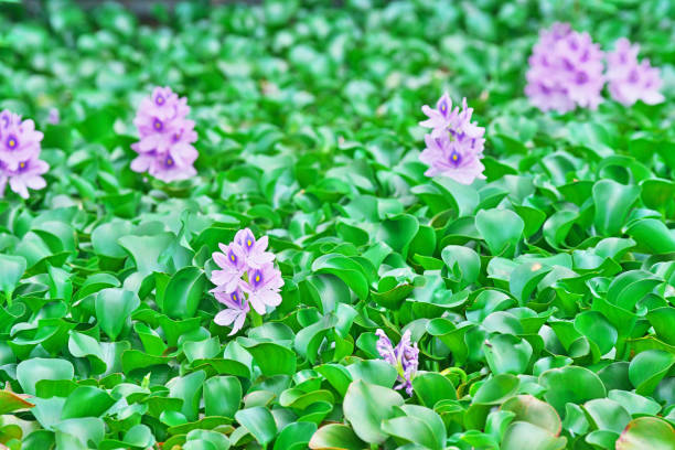 istock Flower of the water hyacinth 806745704