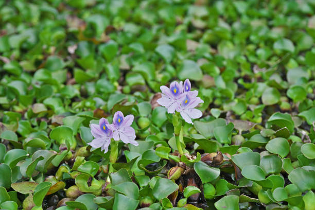 istock Flower of the water hyacinth 806745830