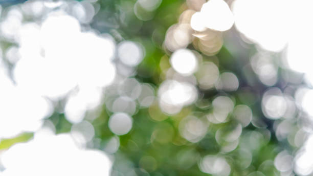istock abstract green Nature Background blur soft focus. defocused backgrounds 806746094