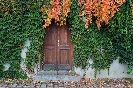 Old wooden door overgrown with ivy in fall colors, Czech