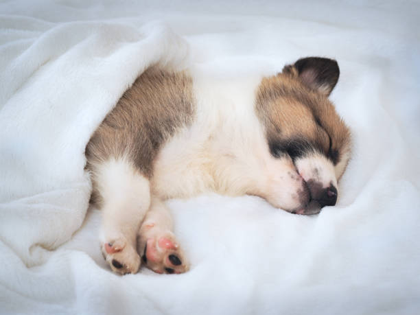 istock Small cute puppy sleeping comfortably on the bed 806748652