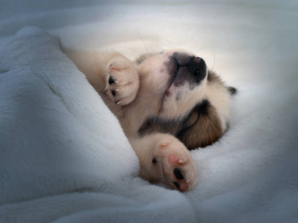 istock Small cute puppy sleeping comfortably on the bed 806748784