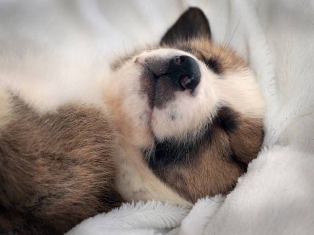 istock Small cute puppy sleeping comfortably on the bed 806749048