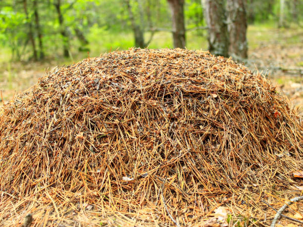 istock big ant hill in the forest 806749258