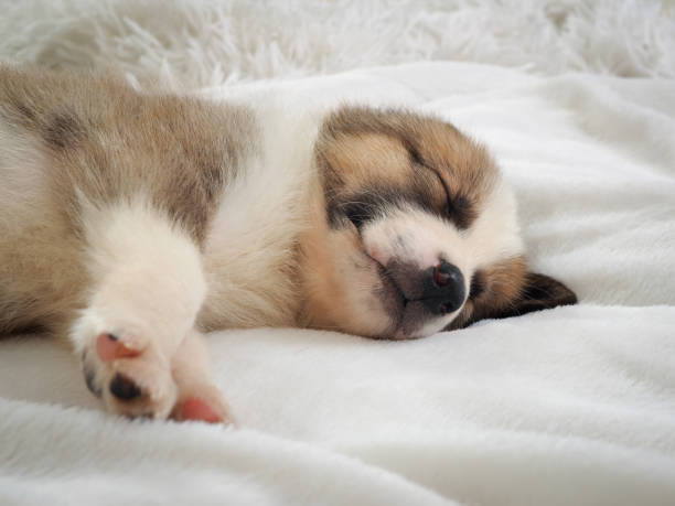 istock Small cute puppy sleeping comfortably on the bed 806749280