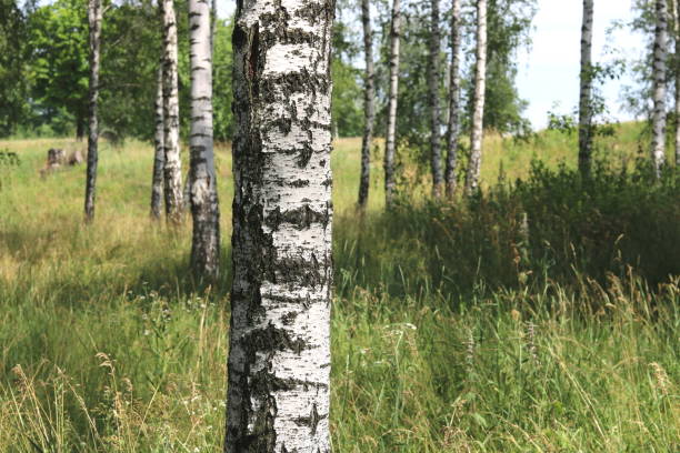 istock white birches in summer in birch grove 806752010