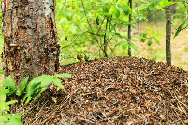 istock big ant hill in the forest 806752236