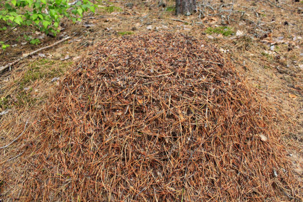istock big ant hill in the forest 806752410
