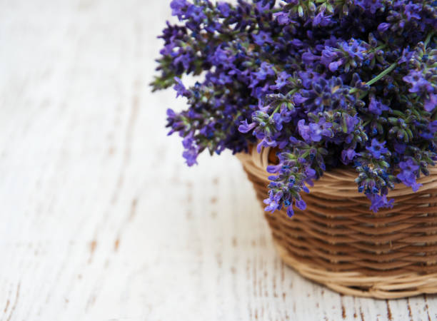 istock bunch of lavender 806758120