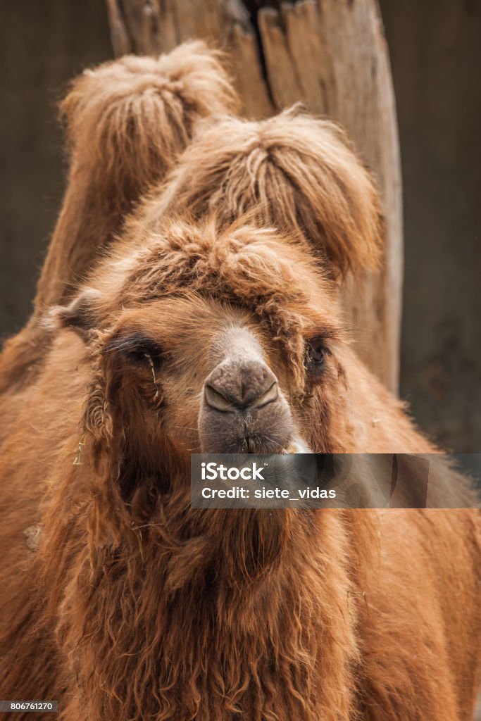 Portrait Of A Big Shaggy Red Camel Stock Photo - Download Image Now - Animal, Animal Body Part, Animal Head - iStock Portrait Of A Big Shaggy Red Camel Stock Photo - Download Image Now - Animal, Animal Body Part, Animal Head - iStock