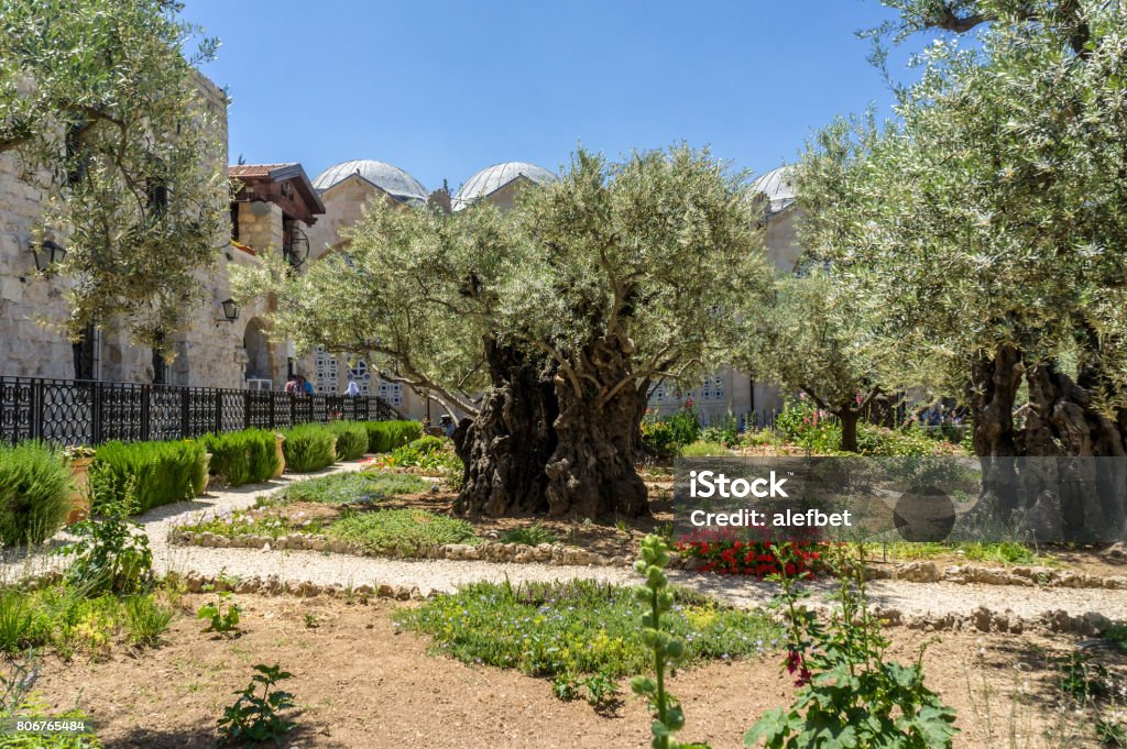 The Garden of Gethsemane in Jerusalem, Israel The Garden of Gethsemane near the Church of All Nations on the Mount of Olives in Jerusalem, Israel All Nations Church Stock Photo