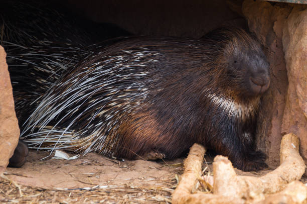 istock Close up image of large spiny porcupine 806766046