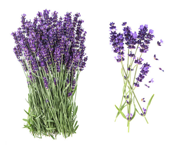 цветы лаванды изолированы белый фон - lavender lavender coloured flower homeopathic medicine стоковые фото и изображения