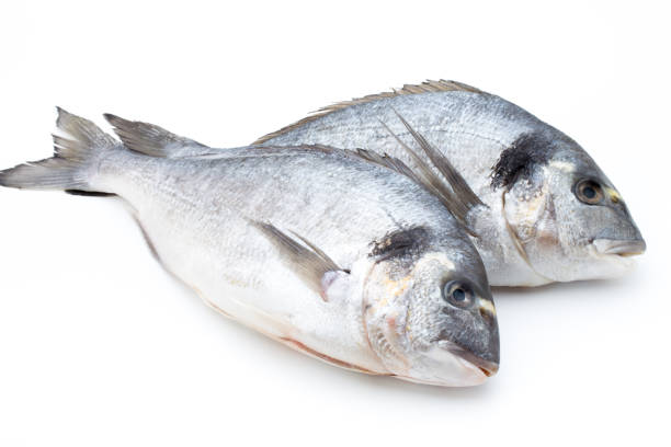 istock Fresh bream sea isolated on white background. 806773852