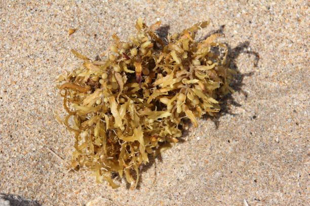 istock Seaweed / Palm Beach, Atlantic Ocean, Florida, USA 806774018