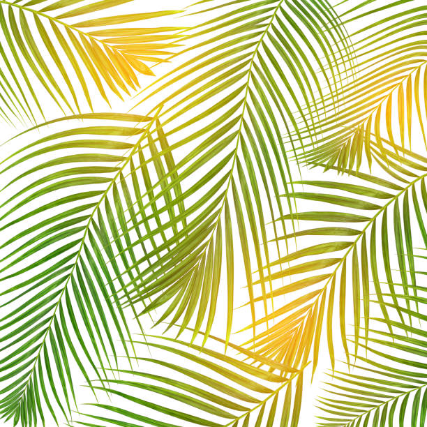 istock sun over green leaves of palm tree on white background 806785104