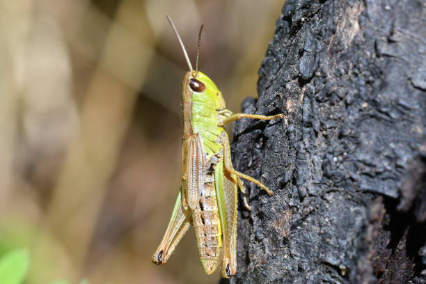 istock green grasshoppers insects on the grass 806785324