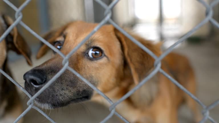 2,348 Animal Shelter Stock Videos and Royalty-Free Footage - iStock | Animal shelter volunteer, Animal rescue, Dog shelter 2,348 Animal Shelter Stock Videos and Royalty-Free Footage - iStock | Animal shelter volunteer, Animal rescue, Dog shelter