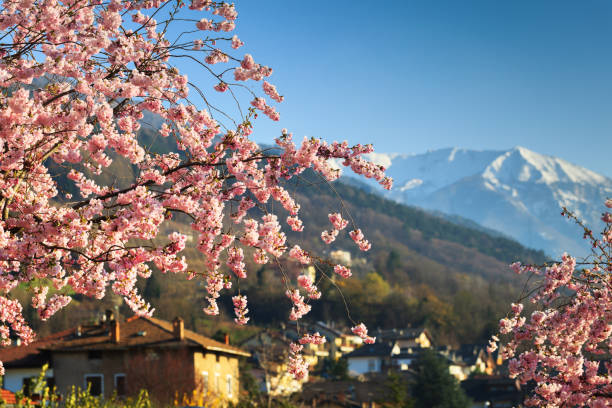 istock Sacura blooming in alps 806796522