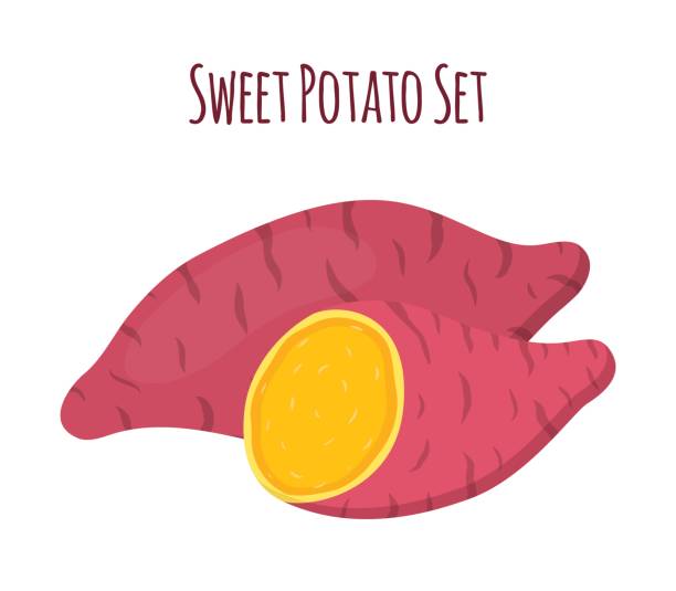 ilustrações, clipart, desenhos animados e ícones de batat marrom, batata doce e fatias. orgânica vegetal saudável - sweet potato