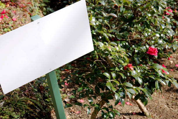 istock Signbord side to the flower 806808452