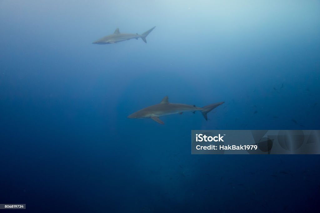 Silky Shark Malpelo Animal Behavior Stock Photo