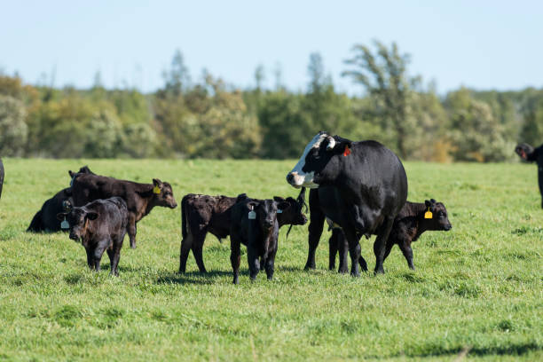 istock Black Angus Cow and Calf 806823078