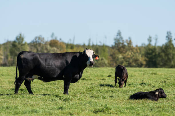 istock Black Angus Cow and Calf 806823100