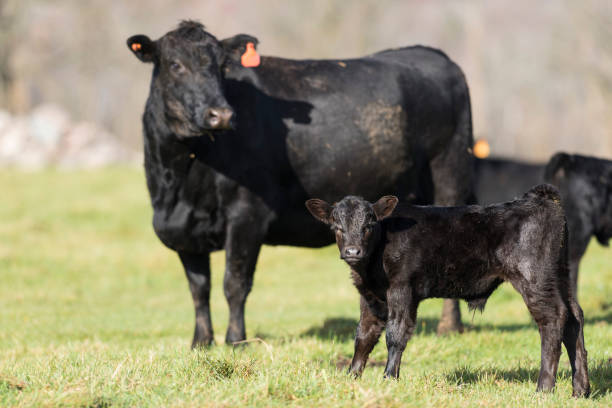 istock Black Angus Cow and Calf 806823114