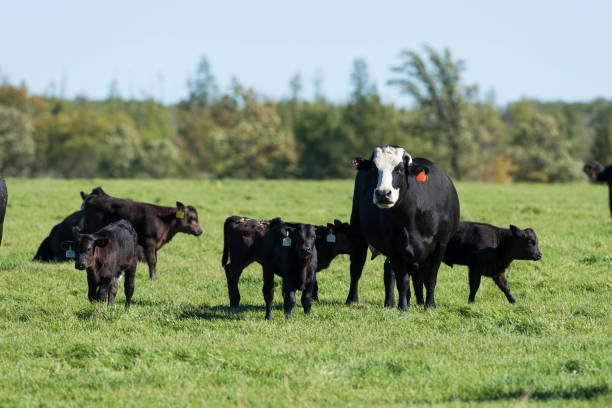 istock Black Angus Cow and Calf 806823136
