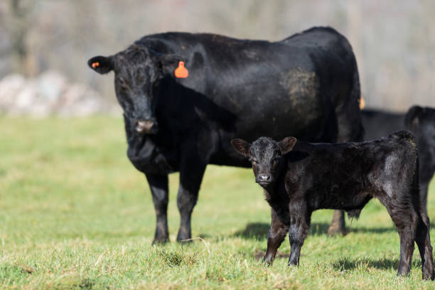 istock Black Angus Cow and Calf 806827440