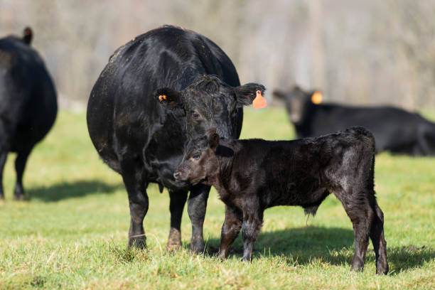 Black Angus Cow and Calf stock photo