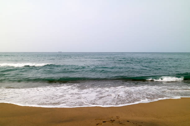 istock Tottori, the sea, white rabbit 806831990