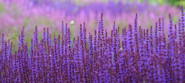istock Purple Salvia Lavender Flower Field on Blurred Background 806832086