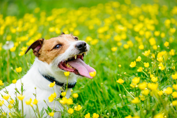 istock Happy friendly dog sitting among yellow flowers 806834928