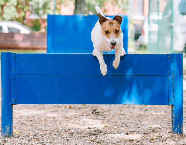 treinamento para saltar sobre o obstáculo no parque canino do cão - hurdle conquering adversity obstacle course nobody - fotografias e filmes do acervo