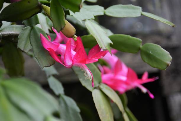 istock Beautiful flower of May 806835366