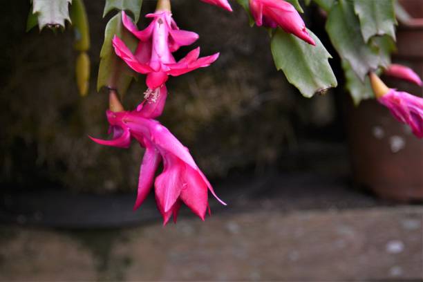 istock Beautiful flower of May 806835532